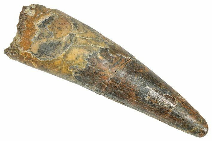 Fossil Spinosaurus Tooth - Real Dinosaur Tooth #348641